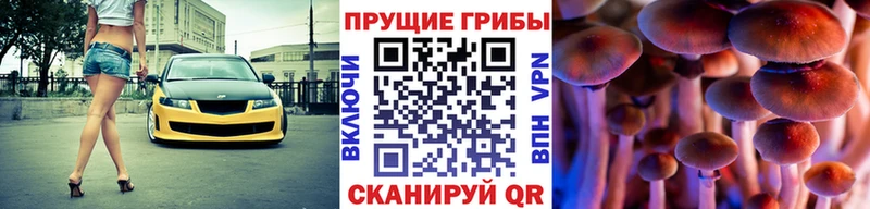 Купить где  Белово  Псилоцибиновые грибы Cubensis 